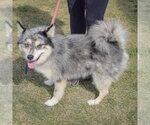 Small #3 Pomsky