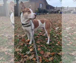 Ozzy - Male Staffordshire Bull Terrier-Unknown Mix Dog for Adoption - Photo #8