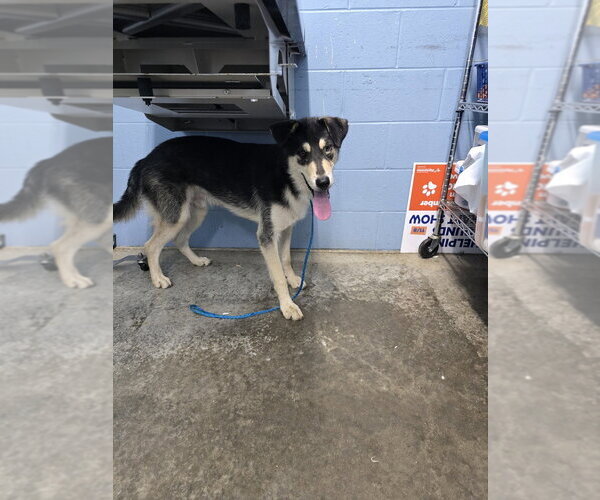 Medium Photo #4 Siberian Husky-Unknown Mix Puppy For Sale in Evansville, IN, USA