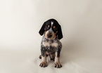 Small #7 Bluetick Coonhound