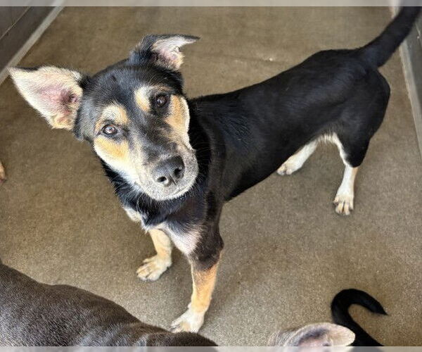 Medium Photo #2 German Shepherd Dog Puppy For Sale in San Bernardino, CA, USA