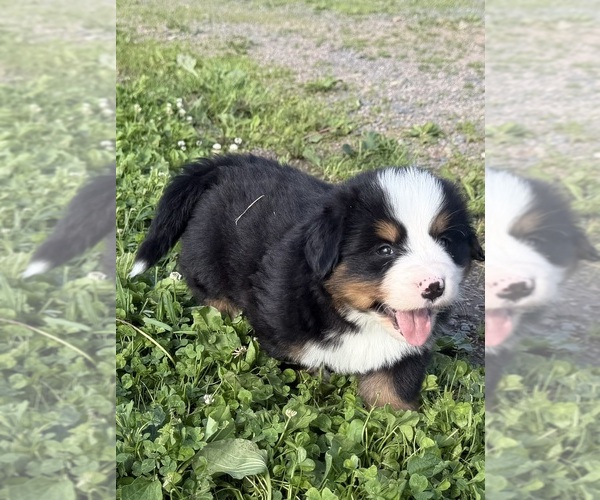 Medium Photo #14 Bernese Mountain Dog Puppy For Sale in ATHENS, WI, USA