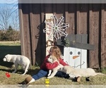 Small Photo #19 Great Pyrenees Puppy For Sale in AGRA, OK, USA