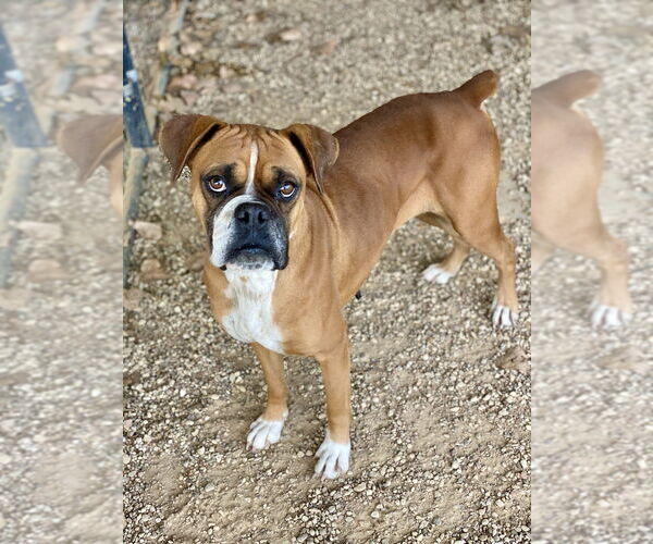Medium Photo #3 Boxer Puppy For Sale in Austin, TX, USA