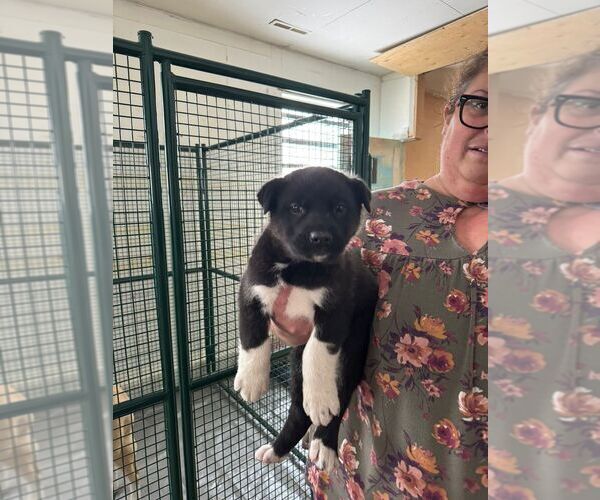 Medium Photo #2 Black Mouth Cur-Unknown Mix Puppy For Sale in Calgary, Alberta, Canada