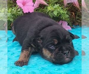 Beabull Puppy for sale in ARTHUR, IL, USA