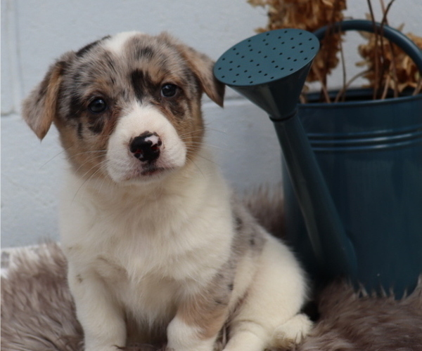 Medium Photo #3 Anatolian Shepherd-Cardigan Welsh Corgi Mix Puppy For Sale in HONEY BROOK, PA, USA