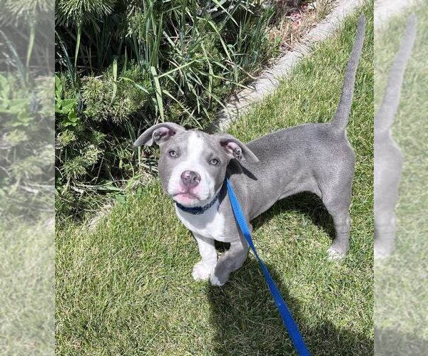Medium Photo #2 American Pit Bull Terrier-Unknown Mix Puppy For Sale in MIDWAY, UT, USA