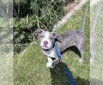 Small #1 American Pit Bull Terrier Mix