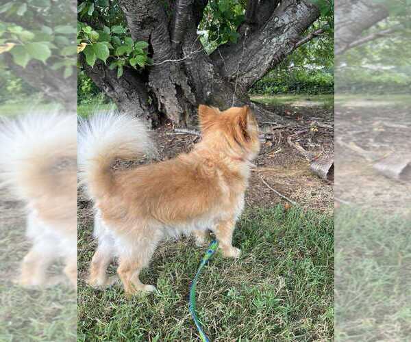 Medium Photo #4 Pomeranian-Unknown Mix Puppy For Sale in Candler, NC, USA