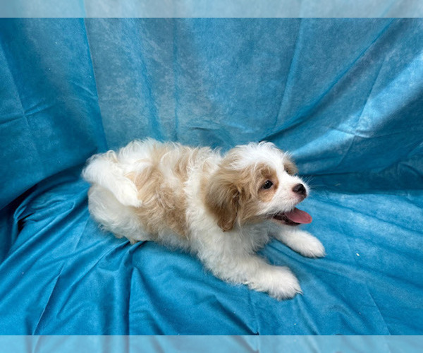 Medium Photo #3 Cavaton Puppy For Sale in HENNIKER, NH, USA