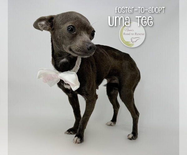 Medium Photo #1 Chihuahua Puppy For Sale in Benton, LA, USA