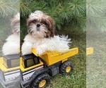 Small #1 Shih Tzu