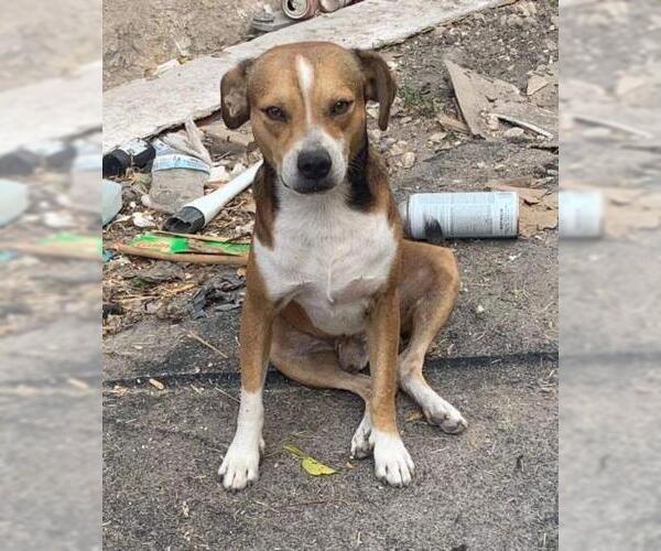 Medium Photo #1 Beagle-Unknown Mix Puppy For Sale in San Antonio, TX, USA
