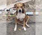 Small Beagle Mix