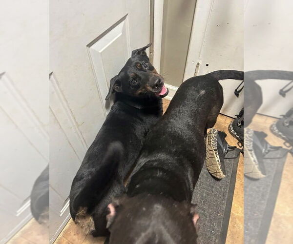 Medium Photo #4 Pembroke Welsh Corgi-Rottweiler Mix Puppy For Sale in MECHANICSBURG, PA, USA