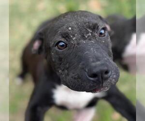 American Pit Bull Terrier-Unknown Mix Dogs for adoption in Texas City, TX, USA