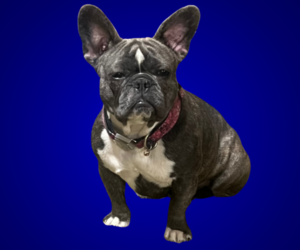 Mother of the French Bulldog puppies born on 06/13/2025