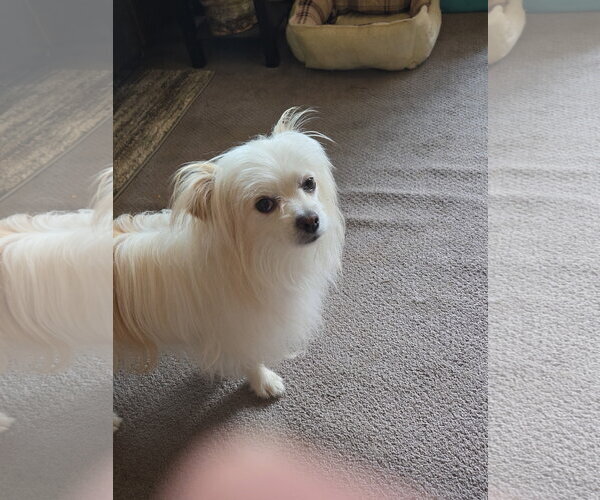Medium Photo #5 Papitese Puppy For Sale in Aurora, CO, USA