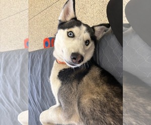 Nome - ON HOLD - Male Siberian Husky Dog for Adoption - Photo #4