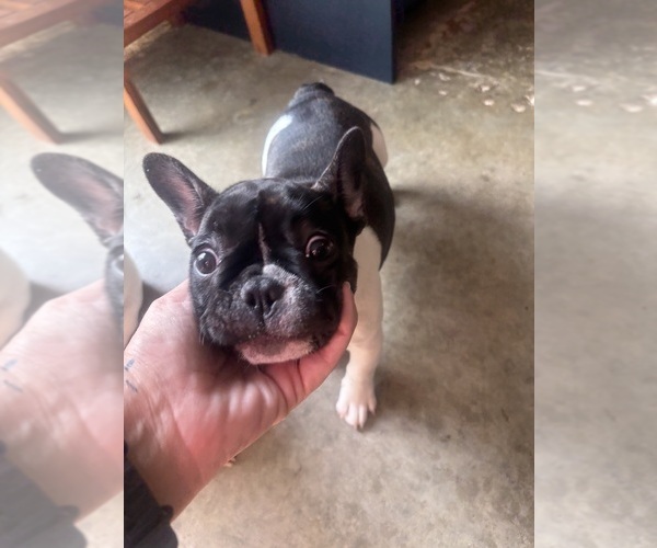 Medium Photo #3 French Bulldog Puppy For Sale in YORKTOWN, IN, USA