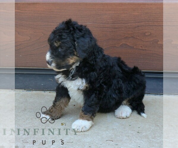 Medium Photo #4 Bernedoodle (Miniature) (+ Poodle Miniature) Puppy For Sale in NARVON, PA, USA