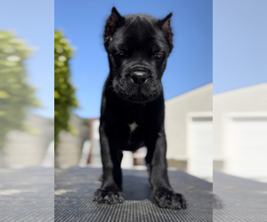 Cane Corso Puppy for Sale in CAMARILLO, California USA