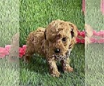 Small #29 Poodle (Toy)