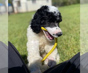 Poodle (Standard) Dogs for adoption in Pacolet, SC, USA
