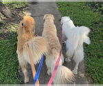 Small #8 Great Pyrenees