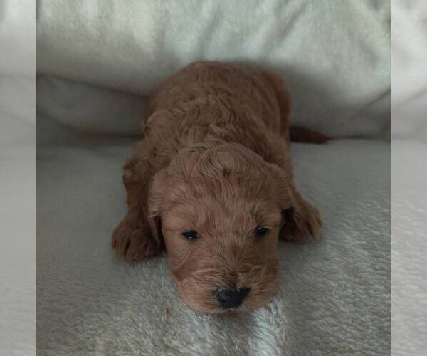 Medium Photo #2 Goldendoodle-Poodle (Miniature) Mix Puppy For Sale in COLBY, WI, USA