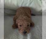 Small Photo #2 Goldendoodle-Poodle (Miniature) Mix Puppy For Sale in COLBY, WI, USA