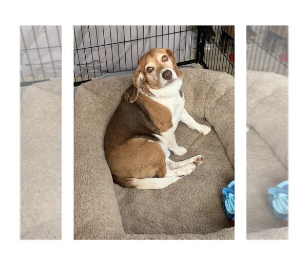 Medium Photo #1 Beagle Puppy For Sale in Mooresville, NC, USA