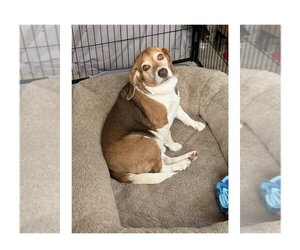 Beagle Dogs for adoption in Mooresville, NC, USA