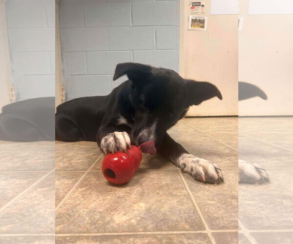 Medium Photo #7 Borador Puppy For Sale in Rustburg, VA, USA