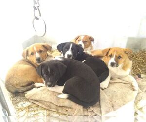 Texas Heeler Puppy for sale in MARION, MI, USA