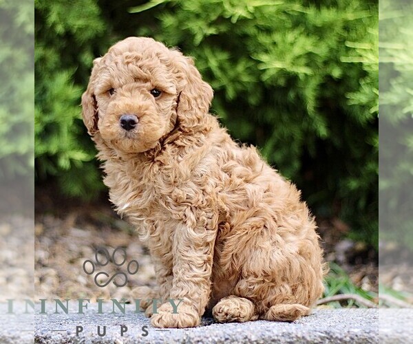 Medium Photo #3 Goldendoodle (Miniature) Puppy For Sale in KINZERS, PA, USA