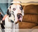 Small Photo #1 Great Dane Puppy For Sale in WESTPHALIA, KS, USA