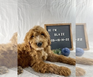 Goldendoodle Puppy for Sale in WOODBURN, Indiana USA