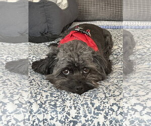 Miniature Schnauzer-Unknown Mix Dogs for adoption in Aurora, CO, USA