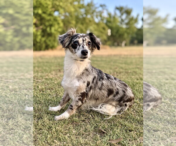 Medium Photo #1 Dachshund-Unknown Mix Puppy For Sale in PIPE CREEK, TX, USA