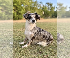 Dachshund-Unknown Mix Dogs for adoption in PIPE CREEK, TX, USA
