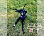 Small Photo #4  Puppy For Sale in , 