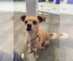 Chihuahua-Unknown Mix Dogs for adoption in Alameda, CA, USA