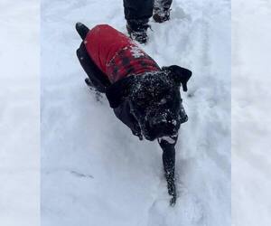 Mutt Dogs for adoption in Belleville, MI, USA