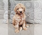 Small Photo #8 Poodle (Standard) Puppy For Sale in TAMPA, FL, USA