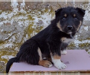 Border Collie-English Shepherd Mix Puppy for sale in FREDERICKSBRG, PA, USA