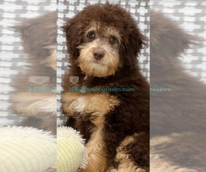 Aussiedoodle Miniature Puppy for sale in LOUDONVILLE, OH, USA