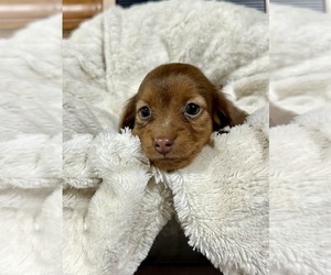Dachshund Puppy for sale in CONCORDIA, MO, USA
