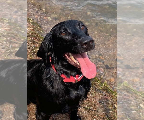 Medium Photo #1 Labrador Retriever Puppy For Sale in CHAUMONT, NY, USA